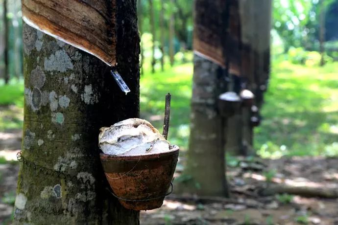 Malaysia takes multiple measures to increase rubber production capacity